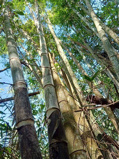 Bamboo as a pioneer species - Bambu Batu - raincitystudios.com