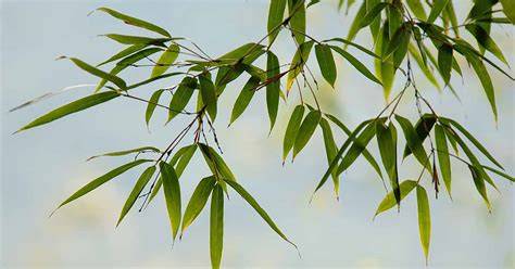 Bamboo plants can act as efficient carbon sinks - Nature - raincitystudios.com
