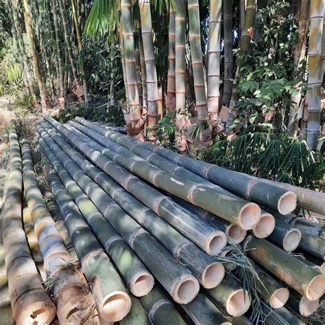 bambu petung terbesar - elchoricharrua.com