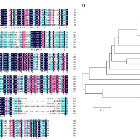BAMT | Musical Theatre Training & Full Time Courses | Queensland - muktibox.com