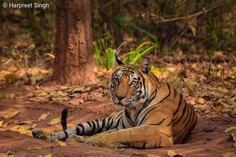 Bandhavgarh Tiger Reserve - Safari Zone - raincitystudios.com
