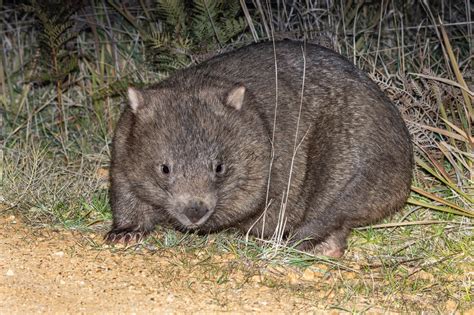 Bare-nosed wombat - NSW National Parks - muktibox.com