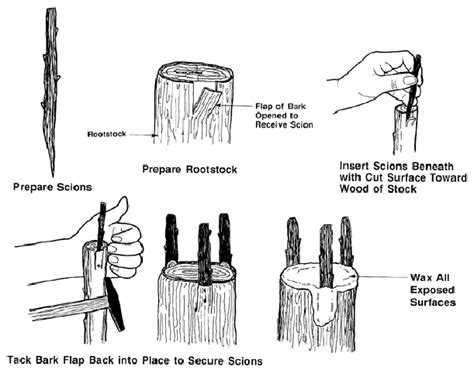 Bark Grafting Steps, Tools, Procedure - Agri Farming - raincitystudios.com