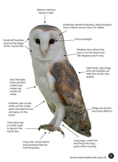Barn Owl Facts, Pictures & Information; Meet A … - muktibox.com