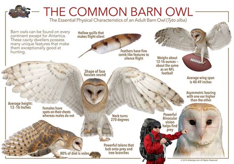 Barn Owl Habits - AnimalBehaviorCorner - muktibox.com