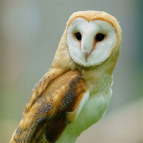 Barn owl - The Wildlife Trusts - muktibox.com