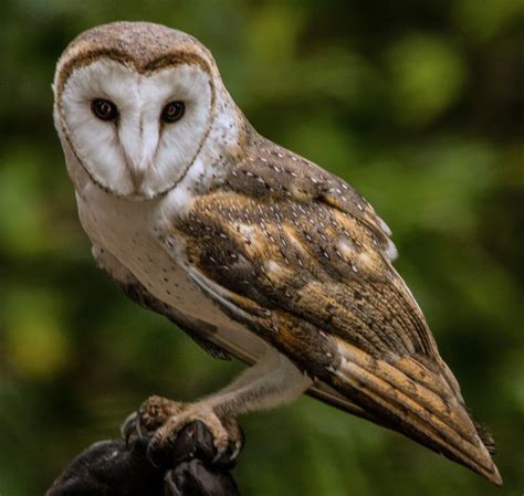 BARN OWL Tyto alba - MS Guides