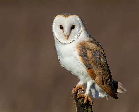 Barn owls - Game and Wildlife Conservation Trust - muktibox.com