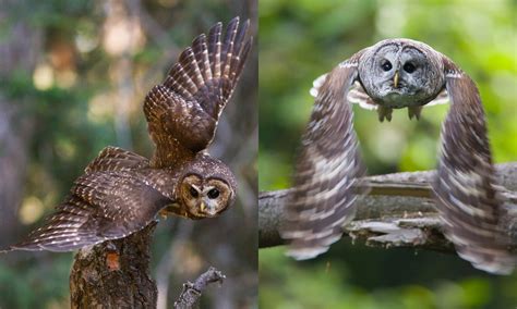 Barred Owl Management - U.S. Fish and Wildlife Service - muktibox.com