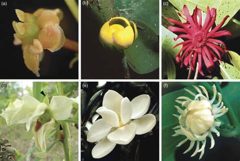 Basal angiosperms - muktibox.com