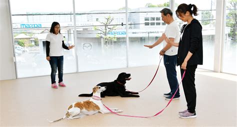 BASE Dog Training School - Ameba