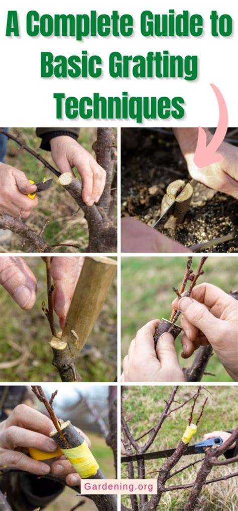 Basic Grafting Techniques - Mississippi State … - raincitystudios.com