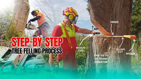 Basic tree felling | Husqvarna UK - raincitystudios.com