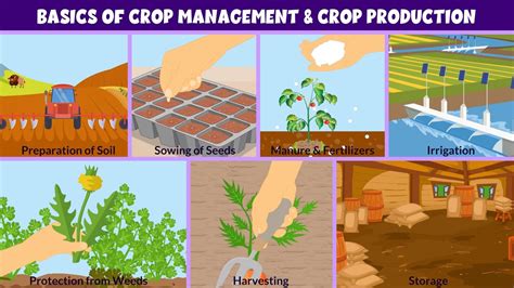 Basics of Crop Management - Extension | University of … - raincitystudios.com