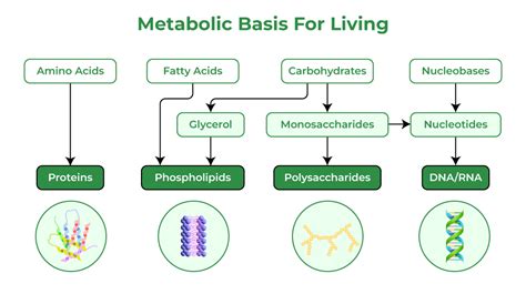 Basics of Metabolic Reactions - PMC - muktibox.com