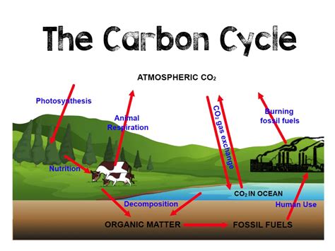 Basics of the Carbon Cycle - NOAA Global Monitoring Laboratory - raincitystudios.com