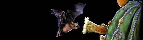 Bat Eco-Interactions - raincitystudios.com