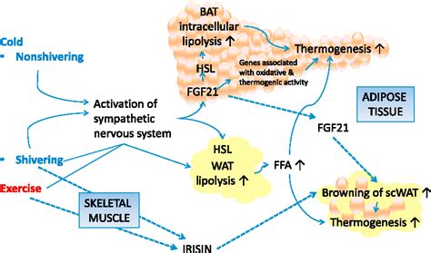 BAT Thermogenesis: Linking Shivering to Exercise - ScienceDirect