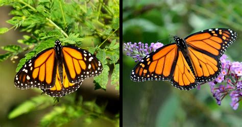 Batesian Mimicry Examples In Nature - muktibox.com