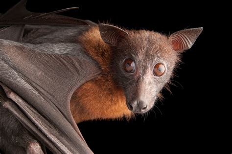 BATS Photography