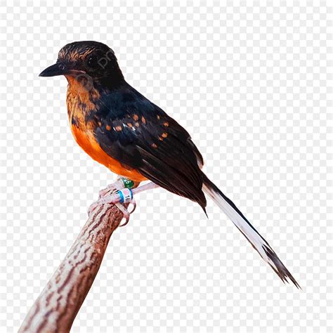 Batu burung png - PNGWing - muktibox.com