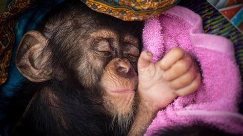 bayi simpanse - elchoricharrua.com