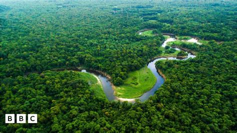 BBC NEWS Americas Amazon river