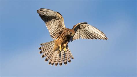 BBC Nature - Tips for identifying UK birds of prey