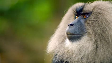 BBC iPlayer - Primates