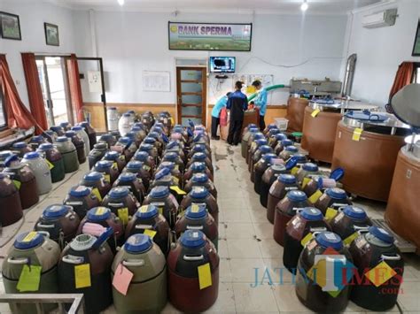BBIB Singosari | Mitos: Semen beku sulit disimpan dan ... - wintechmobiles.com