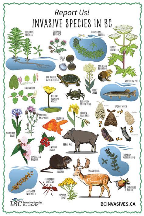 BC Species & Ecosystems Explorer - Province of British Columbia - raincitystudios.com