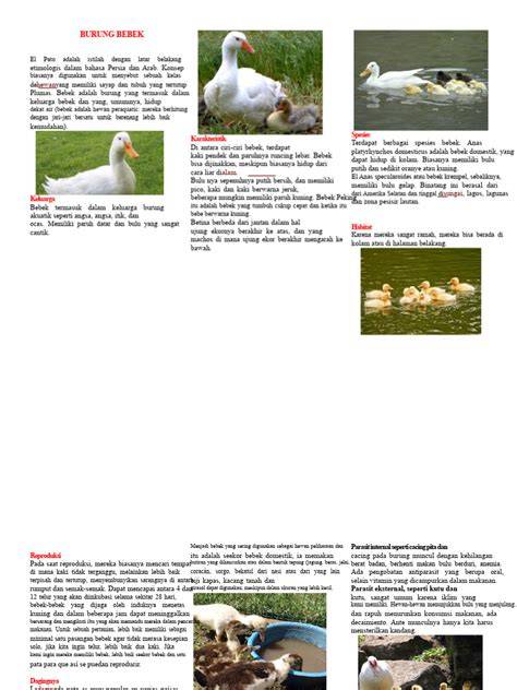 Bebek domestik - Wikipedia bahasa Indonesia, … - raincitystudios.com