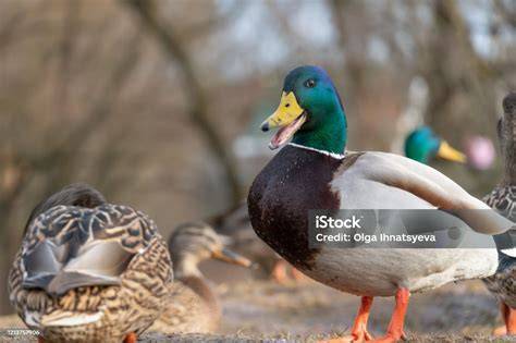 Bebek Kepala Hijau - Bebek Hias - Bebek Unik - Bebek … - raincitystudios.com