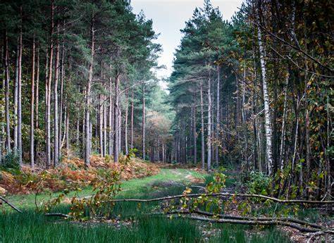 Bedgebury National Pinetum and Forest - Forestry … - raincitystudios.com