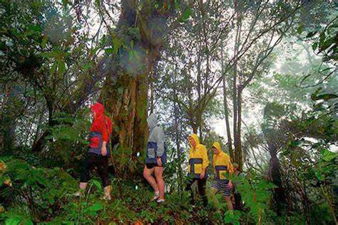 Bedugul Highland Forest Trail, Bali, Indonesia - AllTrails - raincitystudios.com