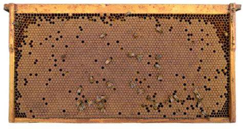 Bee Hive Solid Brood royalty-free images - Shutterstock - raincitystudios.com