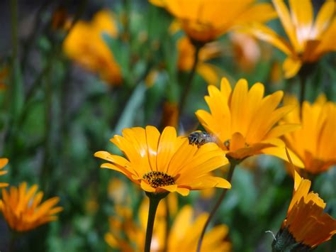 Bee pollination increases yield quantity and quality of cash crops in ... - raincitystudios.com