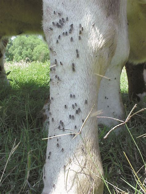 Beef Cattle Ectoparasites | Oklahoma State University - coolestguyplanet.net