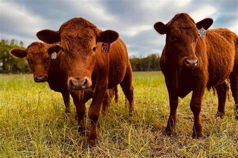 Beef Cattle - IntechOpen - raincitystudios.com