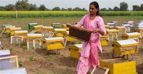 Beekeeping Boxes Apiary India Farm - muktibox.com