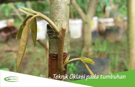 Beginilah Contoh Gambar Tanaman Okulasi Terpopuler - raincitystudios.com