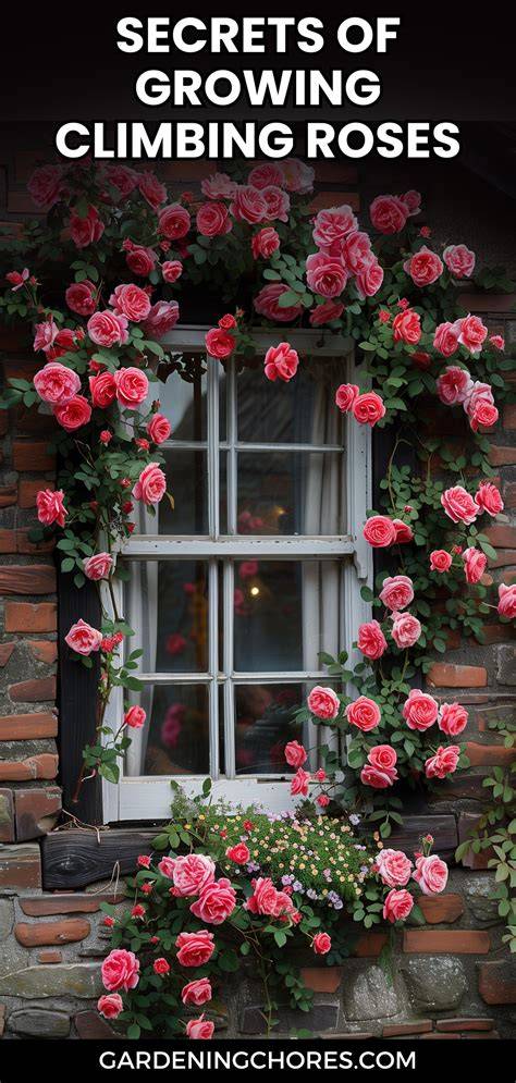 Beginner's Guide: Growing Climbing Roses … - raincitystudios.com