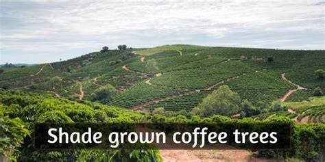 Beginner's Guide To Shade Grown Coffee - raincitystudios.com