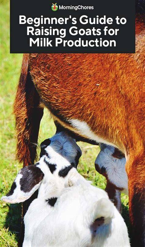 Beginner’s Guide to Raising Goats for Milk Production - raincitystudios.com
