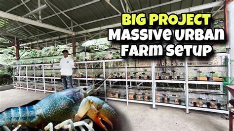 Beginners Set Crayfish Back Yard Farming # ... - muktibox.com