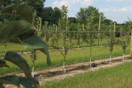 Beginning Grower: Planning and Planting an Orchard - raincitystudios.com