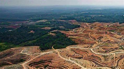 Bekas Tambang Diujicoba Jadi Lahan Kebun Sawit - raincitystudios.com