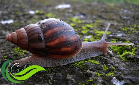 bekicot 2d - elchoricharrua.com