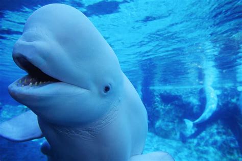 Beluga whale | Behaviours - WWF Arctic - muktibox.com