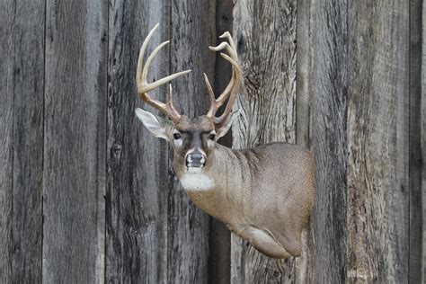 BEN MEARS TAXIDERMY & SUPPLY, INC. in Mantachie, MS